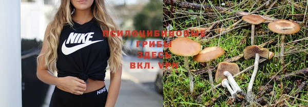 PSILOCYBIN Алексеевка